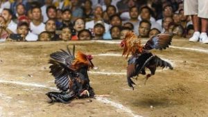 Cách chơi đá gà cựa dao Philippines chuẩn xác cho người mới